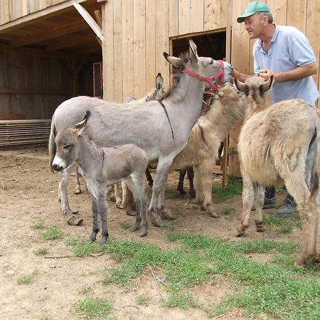 Tourist Farm Ob Izviru Krupe Villa Semic Buitenkant foto
