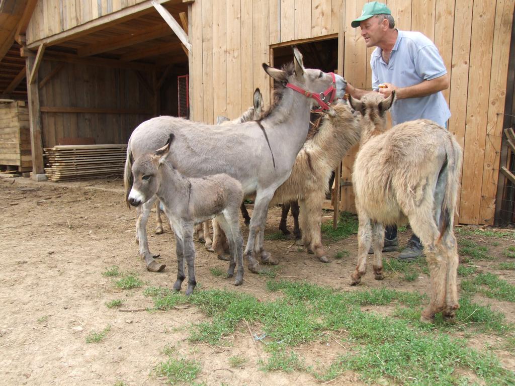 Tourist Farm Ob Izviru Krupe Villa Semic Buitenkant foto